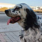 Paco R.