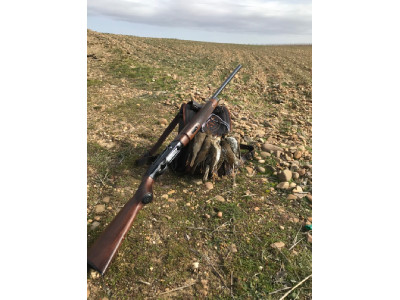 Beretta A 303 escopeta