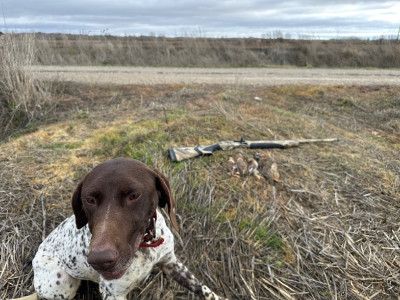 Beretta a400 extreme