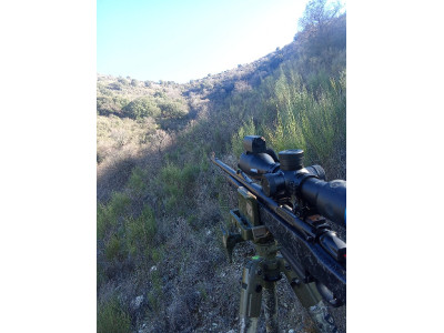 Bergara B14 tunberlo