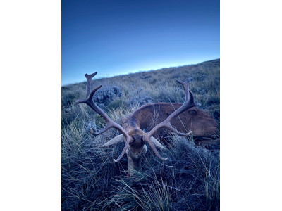 Blaser r8 270win zurdo