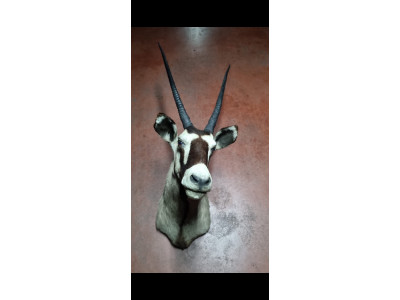 Cabeza Orix sudafricano