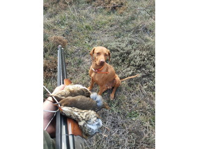 Escopeta superpuesta Krico Super Sporting