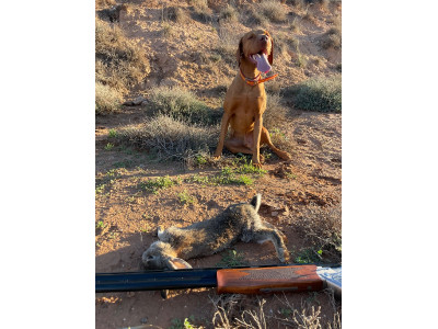 Escopeta superpuesta Krico Super Sporting