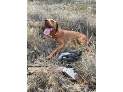 Escopeta superpuesta Krico Super Sporting