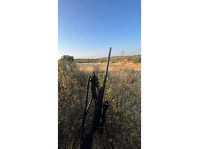 Ruger American Standard 243