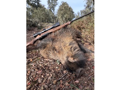 Sauer 100 clasic madera cal300